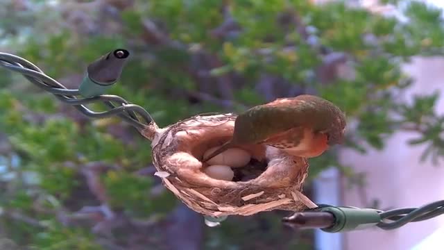 Mother Allen's Hummingbird Hatches Two Eggs and Feeds Baby Birds HQ