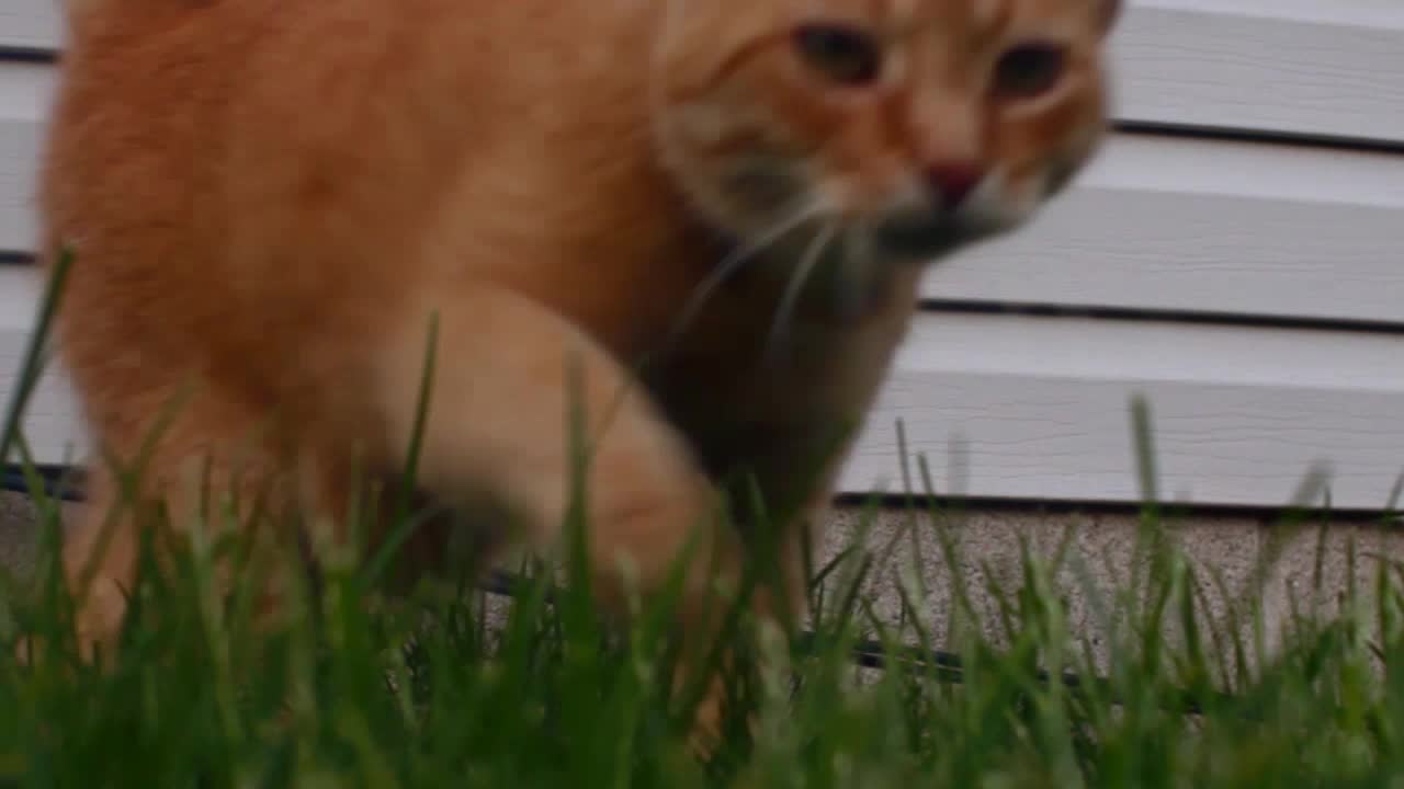 A tabby cat walking in the grass.