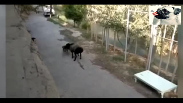 Super Funny Moments Human and Animals Fails of 2021 Weekly Compilation