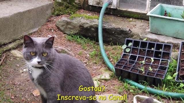 Vídeos de Gatos | Gatos Chistosos | Gatos Graciosos