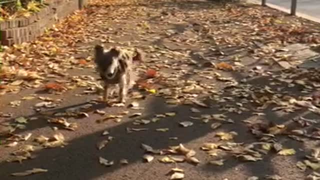 Promenade in autumn.