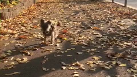 Promenade in autumn.