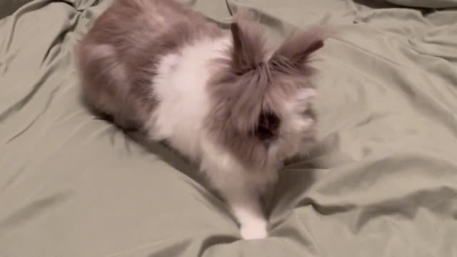 Little rabbit makes the bed