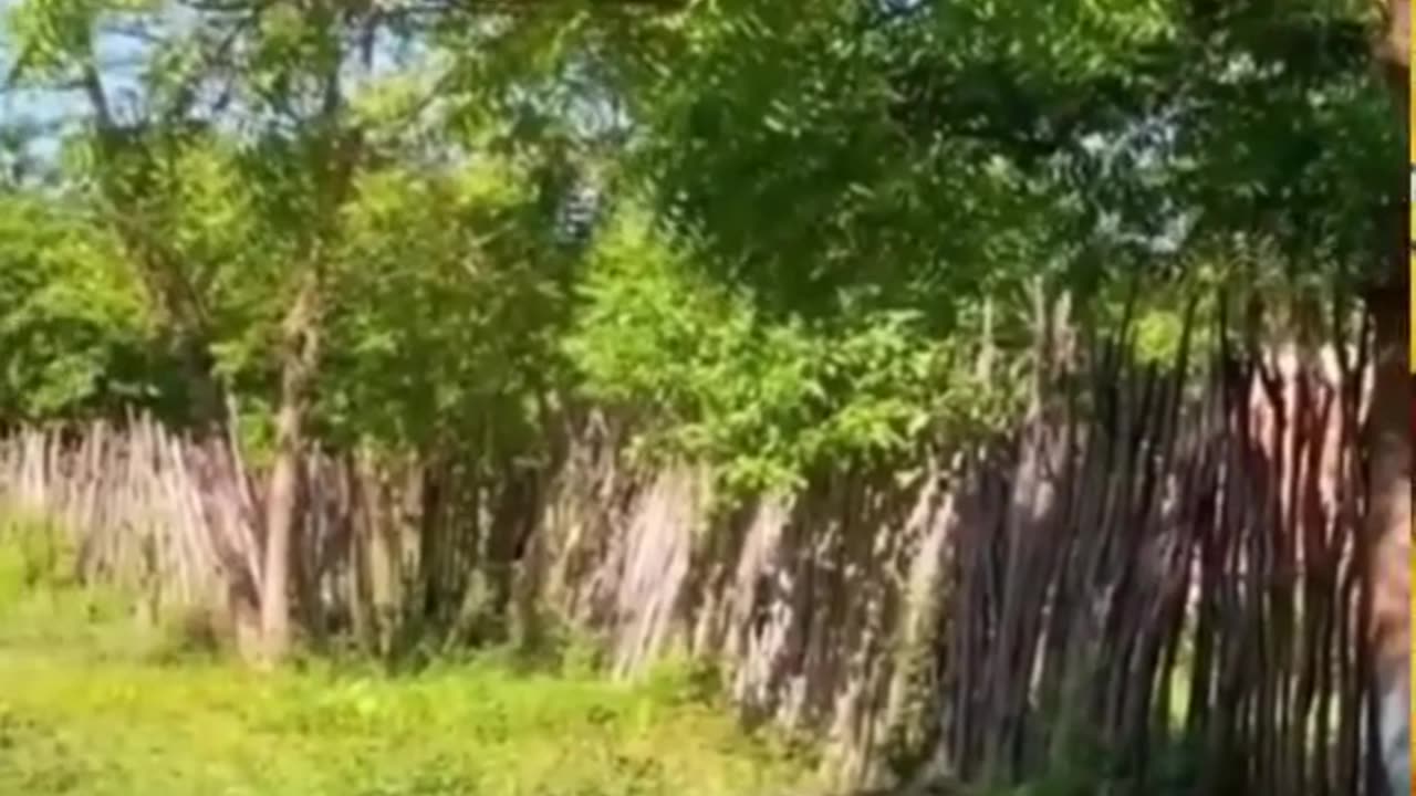 Try not to laugh