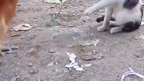Baby Dogs - Cute and Funny Dog Video