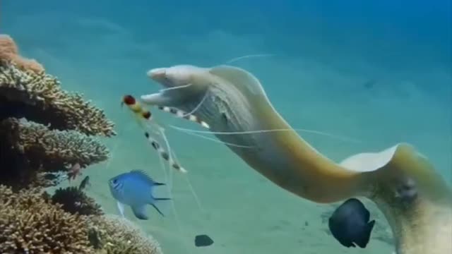 They hunt sea snakes
