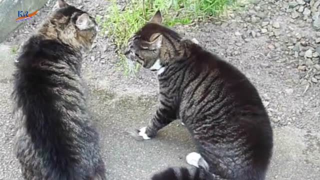 Funny Cats quarreling with each other_MayaFunnyVideo-part 02