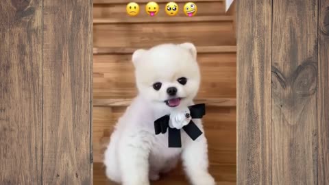 Tão bonitinho! Cão Fofo - Vídeos Momento Fofo