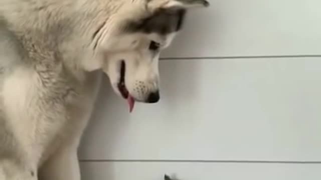 🤫🤫 Any Never See Before The gentle husky 🥺