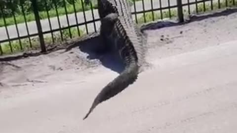 Giant alligator bends metal fence