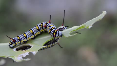 Little blue caterpillar