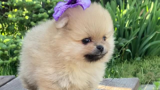 cute puppy