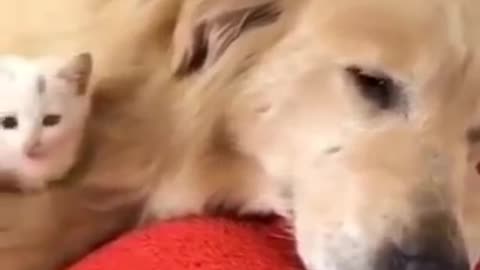 Kind Golden Retriever Saves And Brings Stray Kitten Home