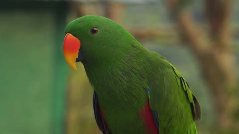 quiet parrot