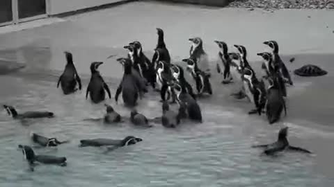 PENGUINS WENT FOR A SWIM!!!