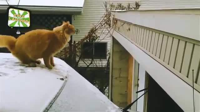 Epic Cat Fails! Funniest video on the web!