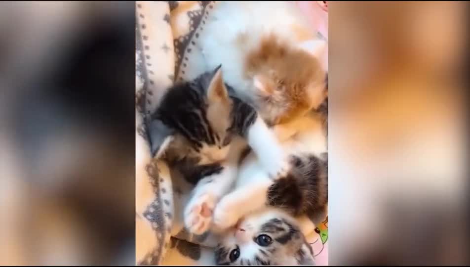 Cute and Funny Cat Videos Compilation#1#