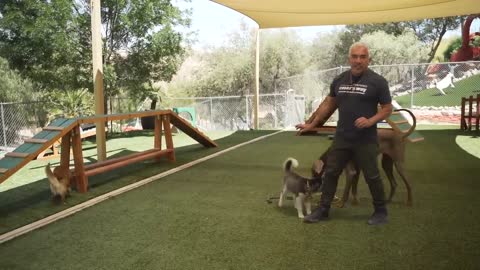 Puppy training video Best video