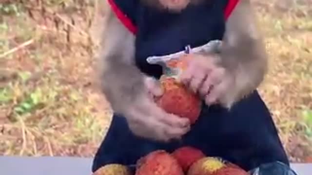 Monkey Funny TikTok Video New Cute funny 🐵comedy video#shorts #funny