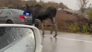 Police escorted Moses Down Highway