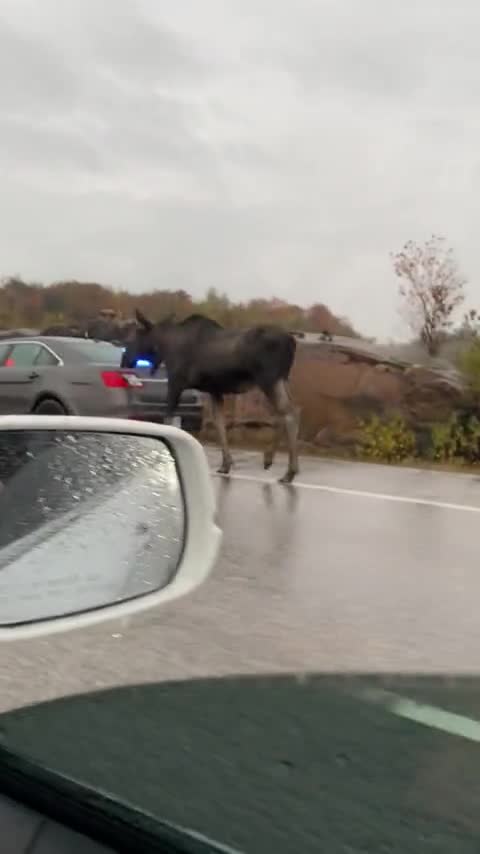 Police escorted Moses Down Highway