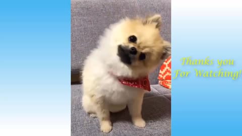 Cute Pets And Funny Animals Compilation #16 - Pets Garden