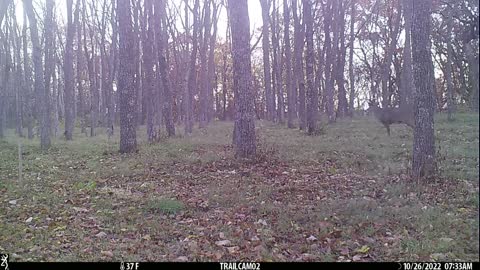 Walnut daytime bucks