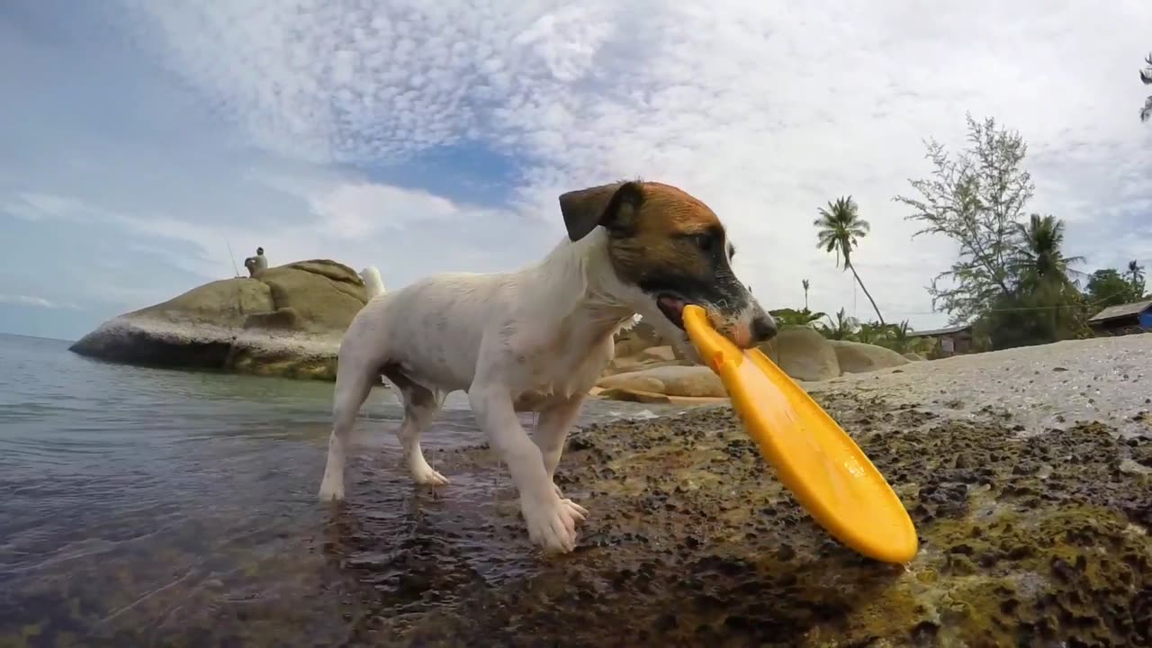 How to teach a dog to swim