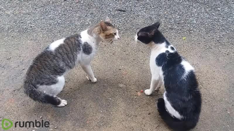 Fight between two cats with Loud Roar.😾