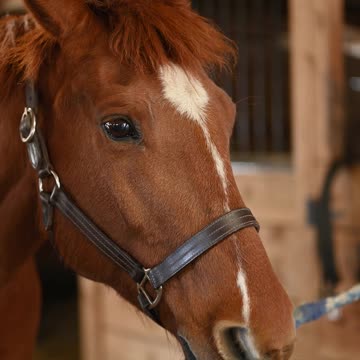 One of Beautiful Horse in the World