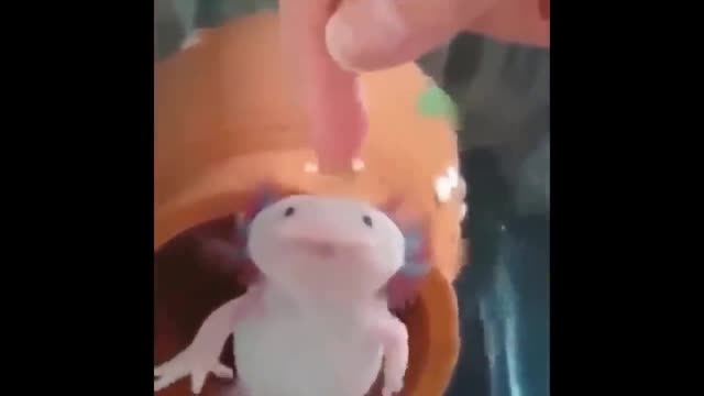 super cute salamander