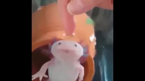 super cute salamander