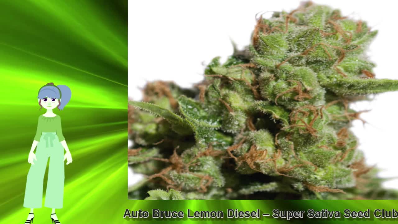 Auto Bruce Lemon Diesel – Super Sativa Seed Club