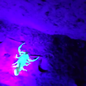 Scorpion hunting