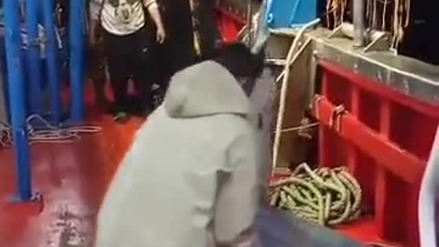 killing shark