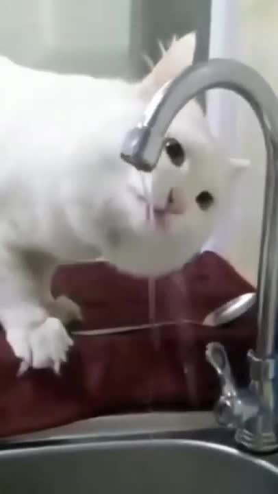 NOT TO LAUGH_Funny Cute Cats 1_ Funny Videos