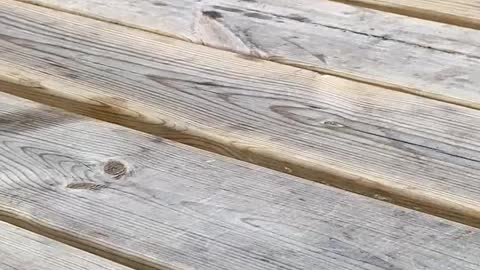 Beautiful Little Sparrow 🐥🧡🍃🌼🍃🐞