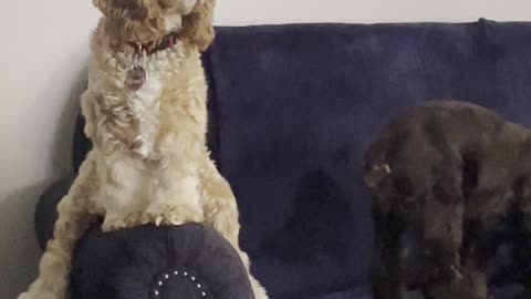 Remi the Cocker Spaniel Likes Sitting in Funny Ways