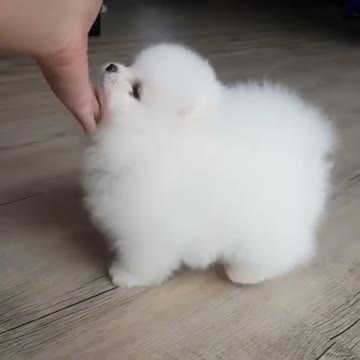 White Pomeranian Puppy Ball cute