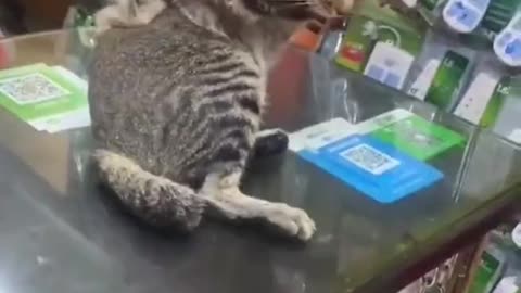 Animals-Funny-Moments #Monkeysvideos #TikTok #shortss #petsvideos