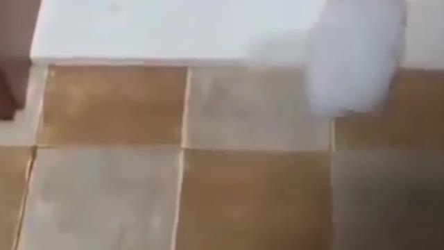 Cute puppy stumblies while walking through a really small step