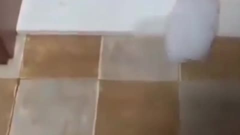 Cute puppy stumblies while walking through a really small step