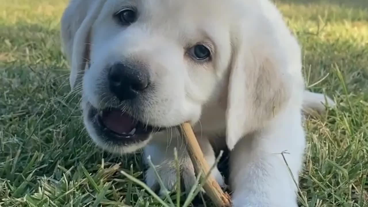 Puppy Cuteness Overload! 🐶💖":