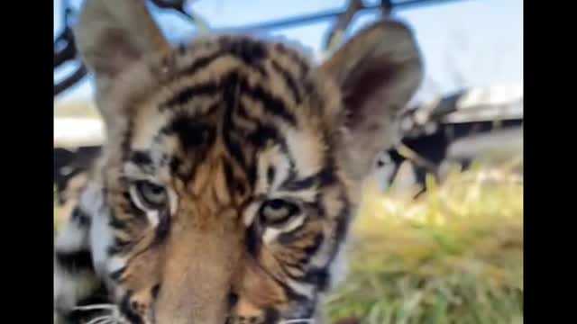 These two tiger cubs really look like cats