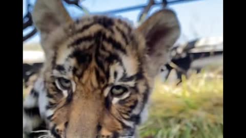 These two tiger cubs really look like cats