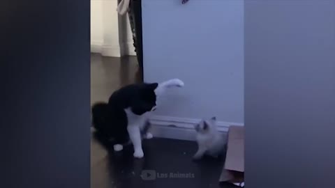 fun with animals