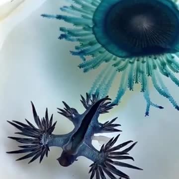 amazing sea animals 🔥# short,s status video