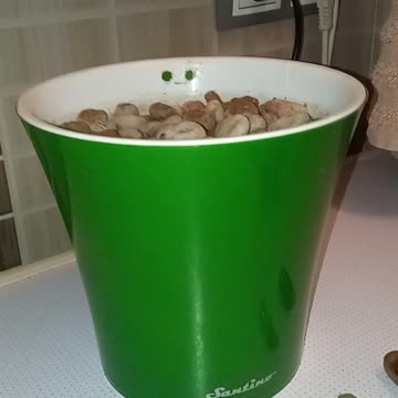 ВЫРАЩИВАЕМ ДУБ ИЗ ЖЕЛУДЯ ДОМА 🌳🍃