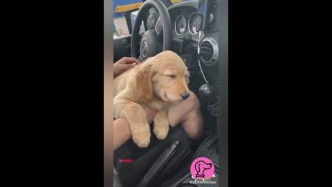 VIRAL BABY DOGS IN TIKTOK