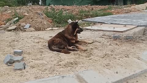 the dog waits for his master to come home from work